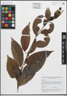 Foto von Salix pentandra L.
